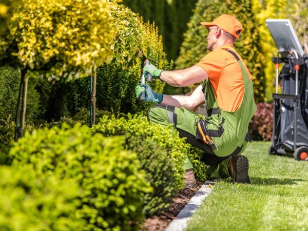 Jardinagem prática: encontre os melhores aparadores de grama para você